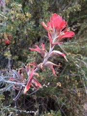 Castilleja lanata