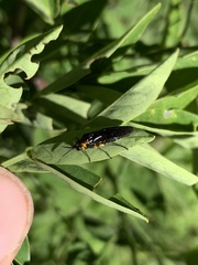 Adurgoa gonagra