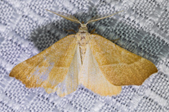 Tetracis cervinaria