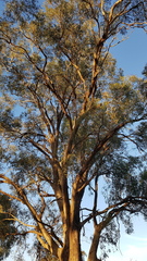 Eucalyptus microcarpa