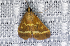 Pyrausta volupialis