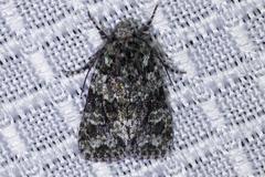 Lacinipolia strigicollis