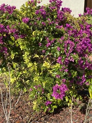 Bougainvillea