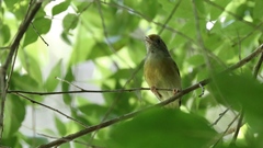 Tunchiornis ochraceiceps