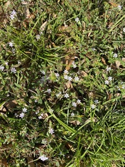Richardia grandiflora