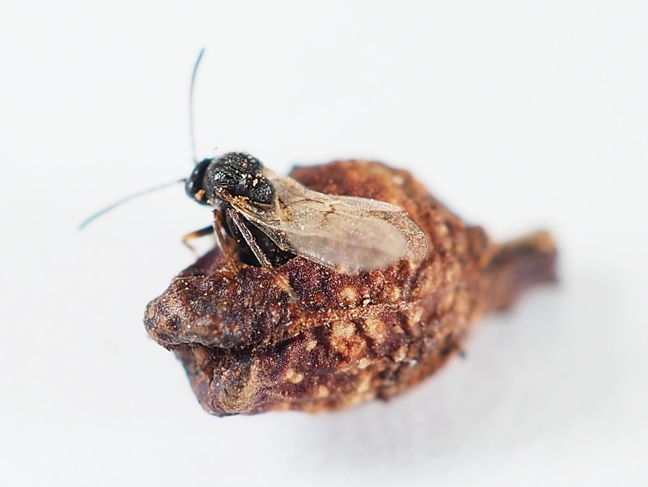 Andricus