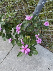 Catharanthus roseus
