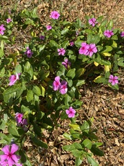 Catharanthus roseus