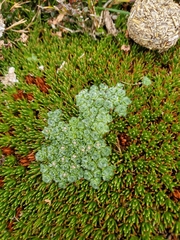 Pterygopappus lawrencei