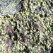 Old-Growth Clam Lichen - Photo (c) Samuel Brinker, some rights reserved (CC BY-NC), uploaded by Samuel Brinker