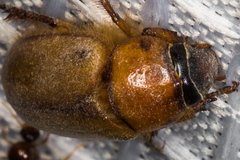 Cyclocephala pasadenae
