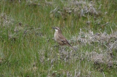 Cinclodes albidiventris