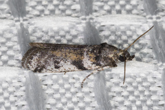 Acrobasis comptella