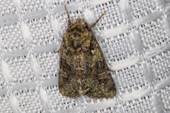 Lacinipolia strigicollis