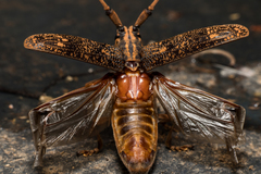 Pharsalia subgemmata