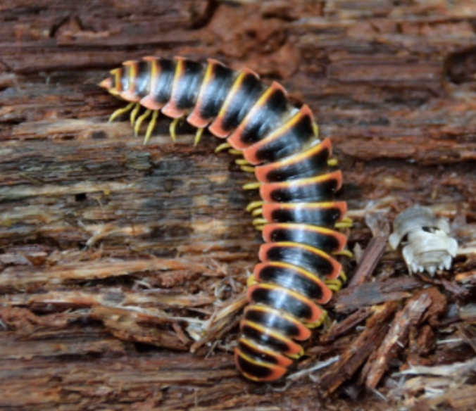 Black-and-gold Flat Millipede from Howard County, MD, USA on June 07 ...