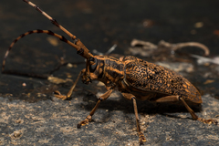 Pharsalia subgemmata