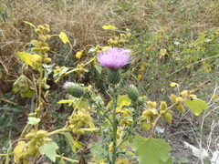 Cirsium mexicanum