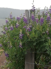 Lupinus mutabilis