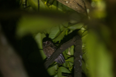 Otus lempiji