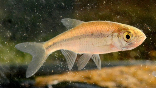 Golden Shiner