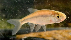 Golden Shiner photo 2