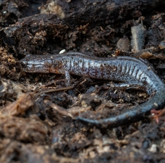 Plethodon dorsalis