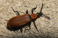 Prionocerus bicolor