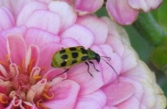 Diabrotica undecimpunctata