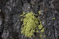 Letharia lupina