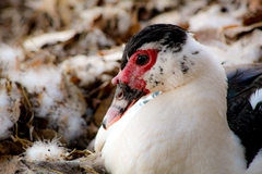 Cairina moschata domestica