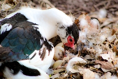 Cairina moschata domestica