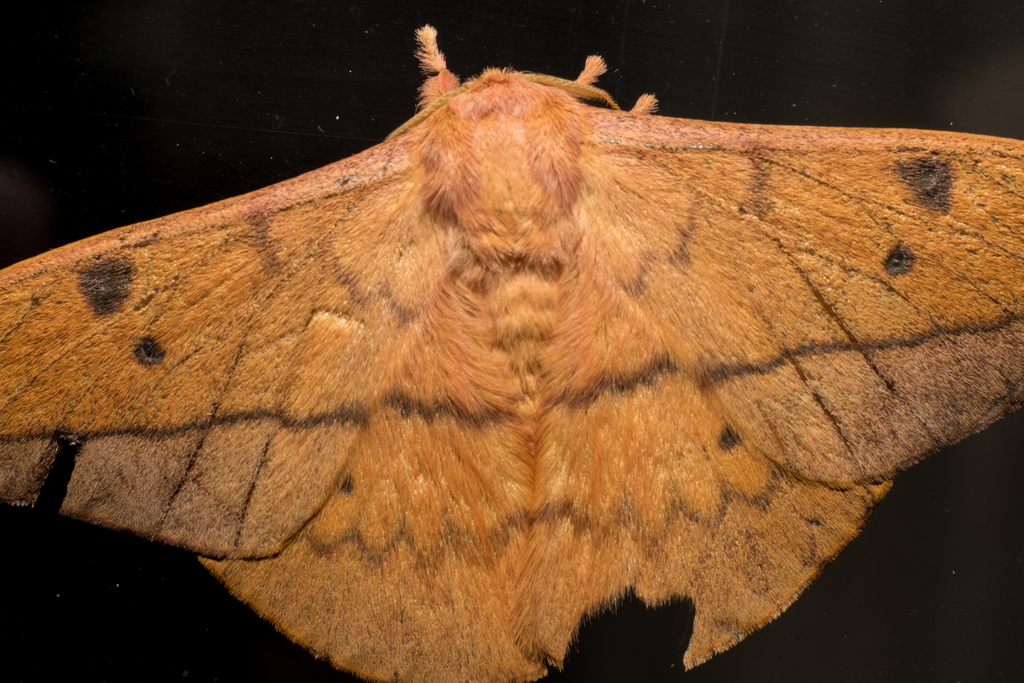 Cricula Silkmoth (Cricula trifenestrata) · iNaturalist