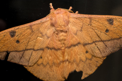Cricula Silkmoth (Cricula trifenestrata) · iNaturalist