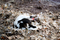 Cairina moschata domestica