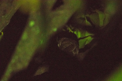 Otus lempiji