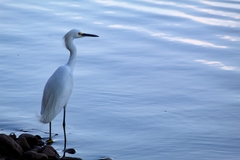 Egretta thula