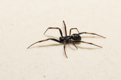 Steatoda cingulata