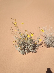 Helianthus niveus tephrodes