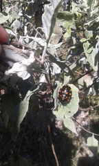 Pachycoris klugii