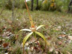 Caladenia straminichila