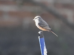 Pyrocephalus rubinus