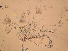 Helianthus niveus tephrodes