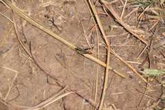 Macrotona securiformis