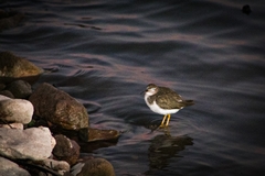 Actitis macularius