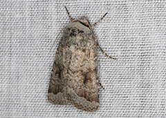 Proteuxoa amaurodes