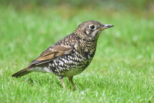 Bassian Thrush