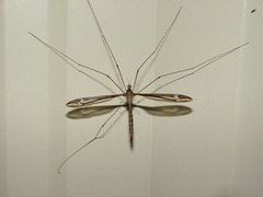 Tipula caloptera