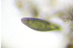Lepocinclis fusca