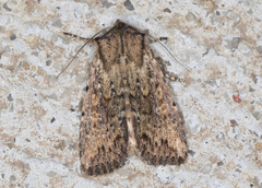 Dasygaster padockina